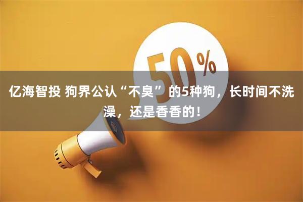 亿海智投 狗界公认“不臭” 的5种狗，长时间不洗澡，还是香香的！